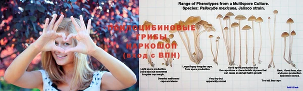 шишки Арсеньев
